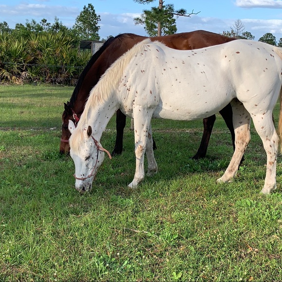 Meet your Posher, Melinda - Picture 2 of 2